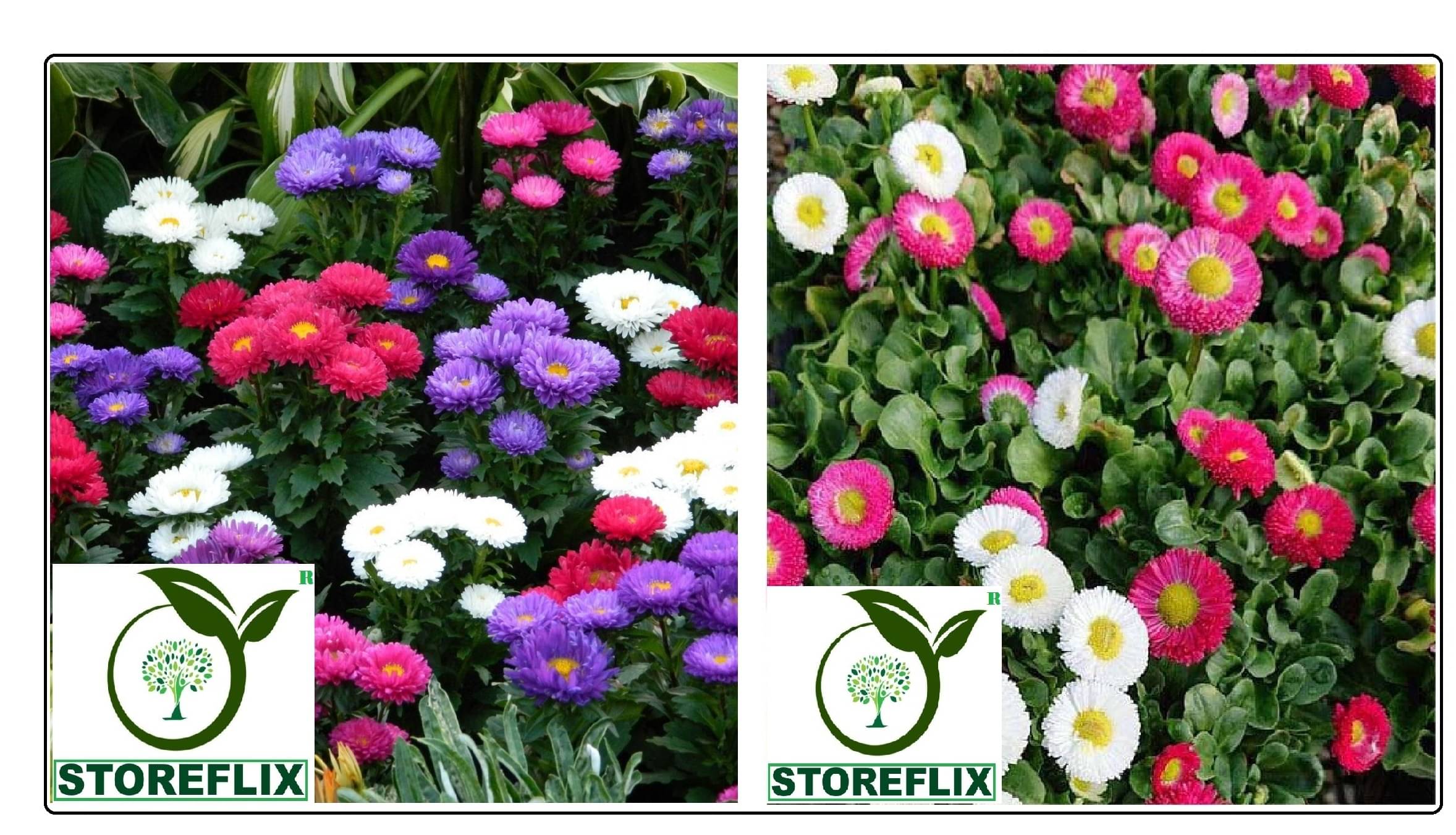 aster flower 50 seeds and daisy flower 30 seeds pack with free cocopeat and user manual aster flower 50 seeds and daisy flower 30 seeds pack with free cocopeat and user manual