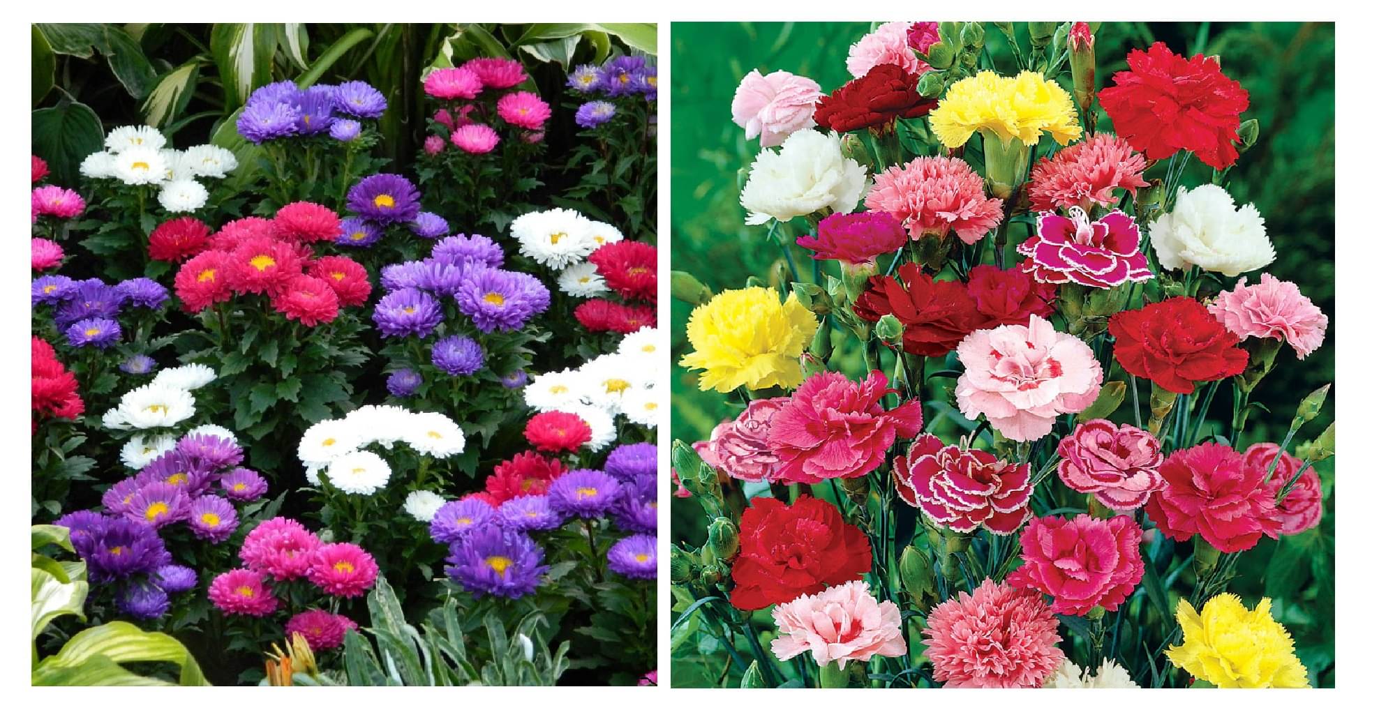aster flower 50 seeds and dianthus flower 50 seeds pack with free cocopeat and user manual aster flower 50 seeds and dianthus flower 50 seeds pack with free cocopeat and user manual