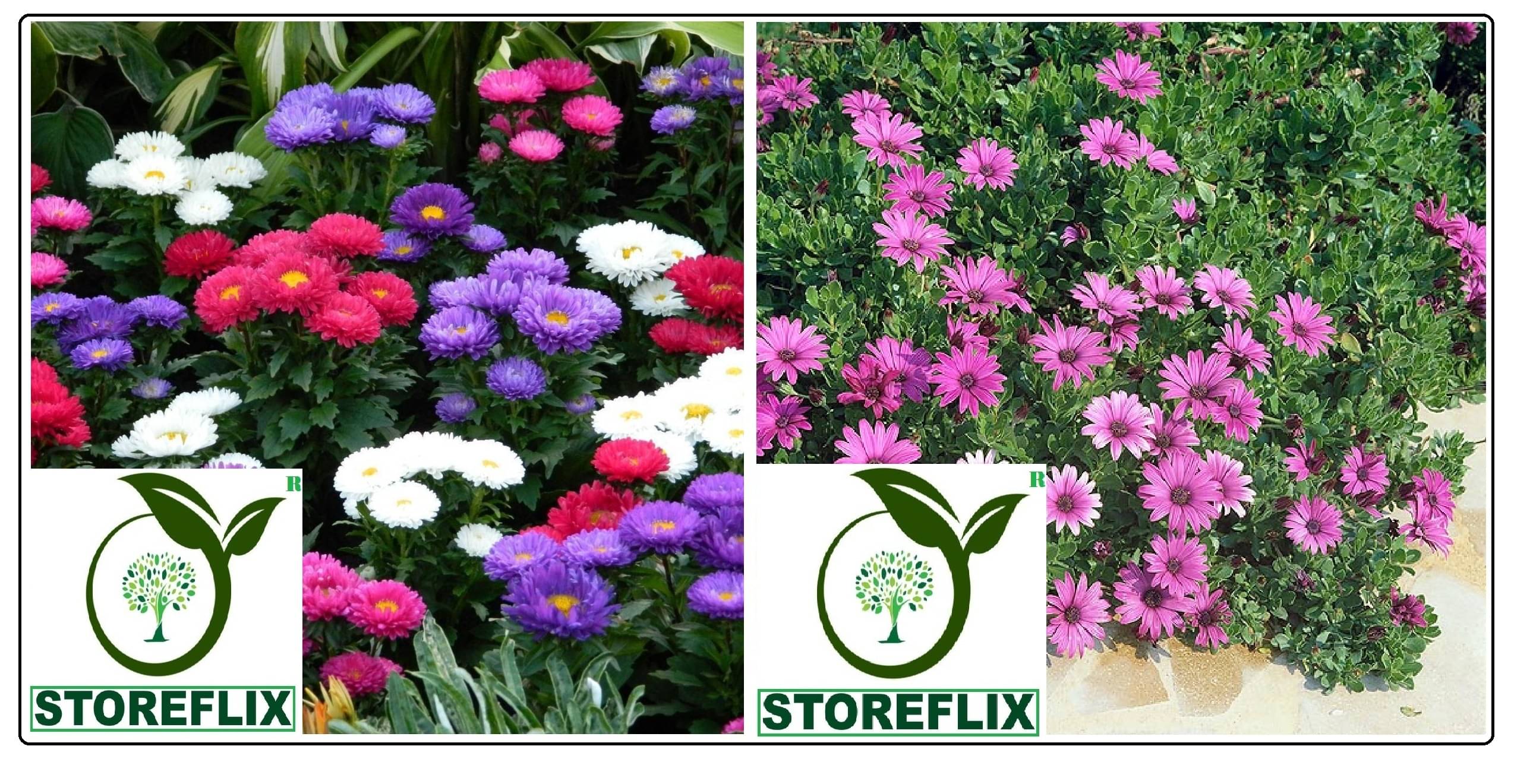 aster flower 50 seeds and dimorphotheca flower 20  seeds pack with free cocopeat and user manual     			aster flower 50 seeds and dimorphotheca flower 20  seeds pack with free cocopeat and user manual