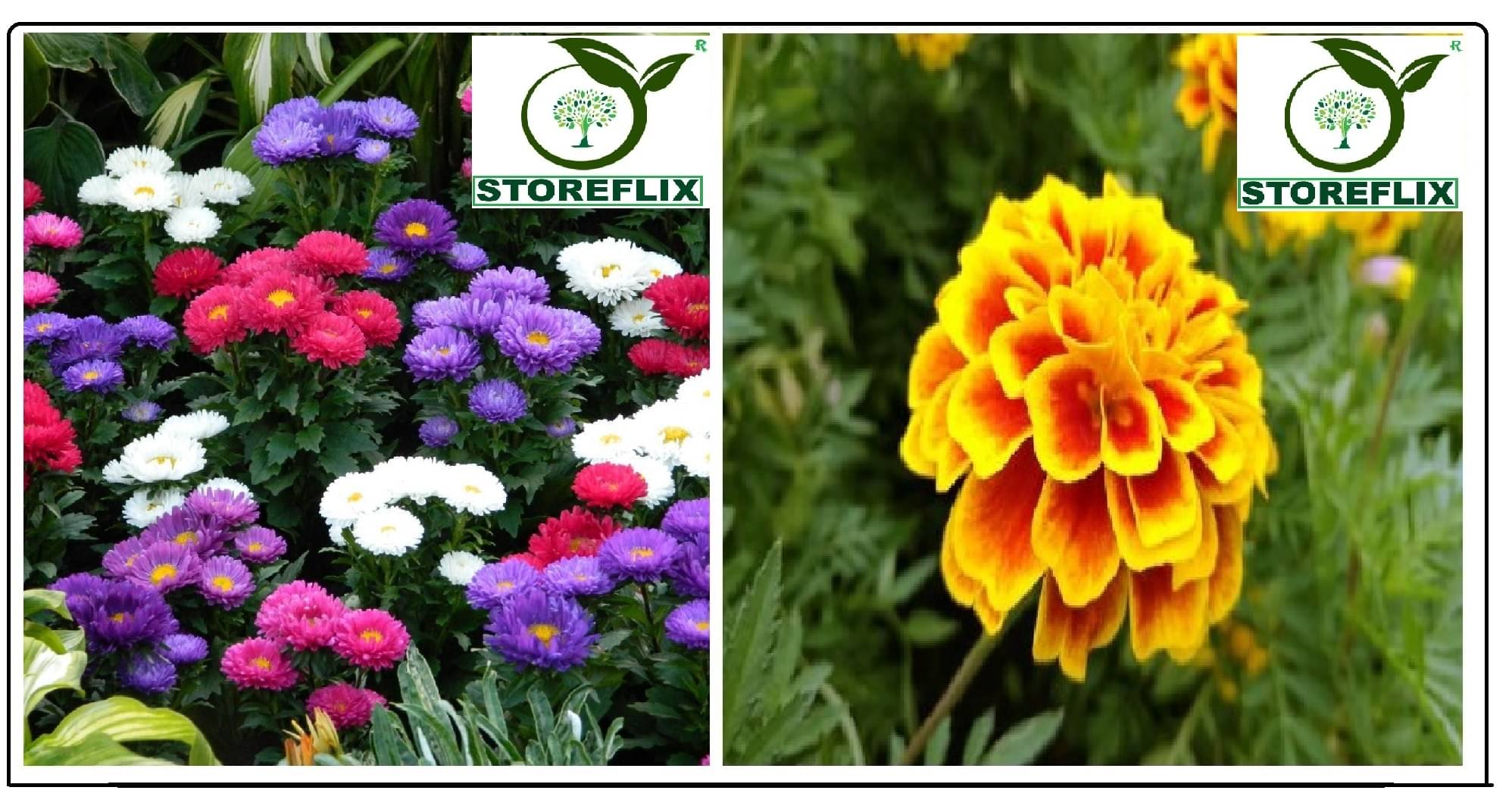     			aster flower 50 seeds and french marigold flower 50 seeds pack with free cocopeat and user manual