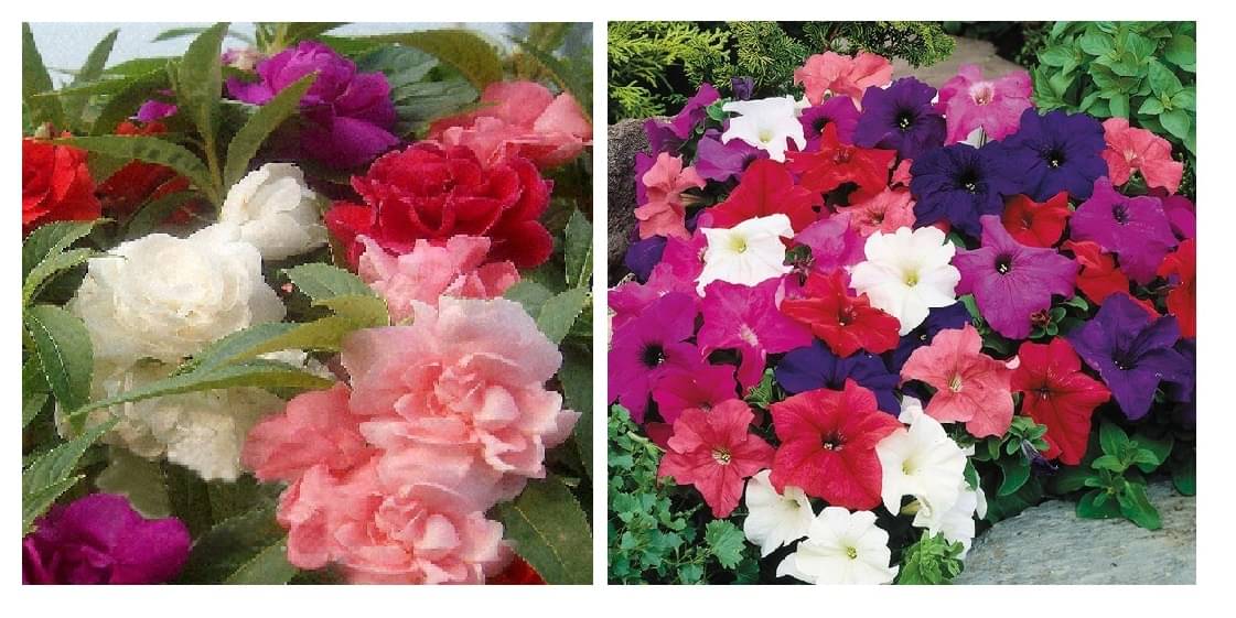 balsam flower 30 seeds and petunia flower 100 seeds pack with free cocopeat and user manual balsam flower 30 seeds and petunia flower 100 seeds pack with free cocopeat and user manual