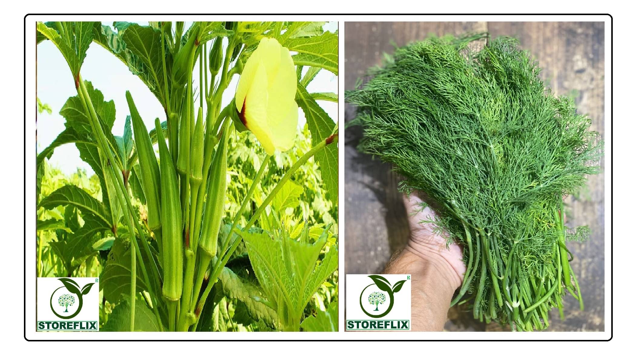     			bhindi 40 seeds and soya 100 seeds pack with user manual for home kitchen gardening use
