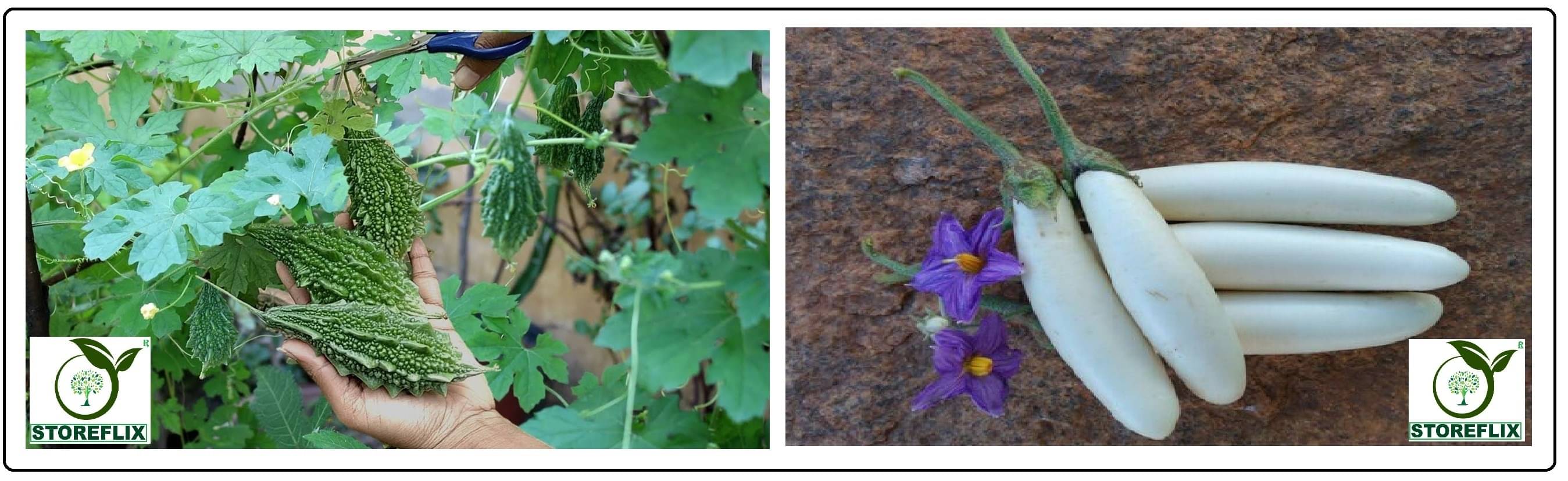 bitter gourd 25 seeds and brinjal white long 100 seeds pack with user manual for home kitchen gardening use bitter gourd 25 seeds and brinjal white long 100 seeds pack with user manual for home kitchen gardening use