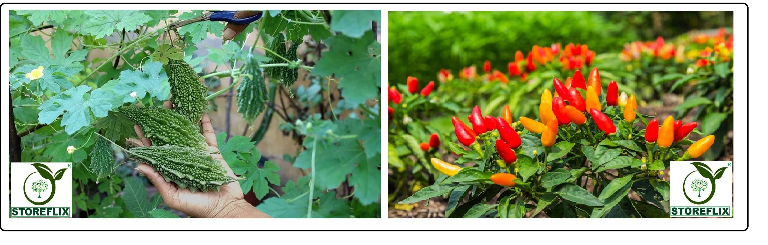 bitter gourd 25 seeds and pepper chilli 50 seeds pack with user manual for home kitchen gardening use bitter gourd 25 seeds and pepper chilli 50 seeds pack with user manual for home kitchen gardening use