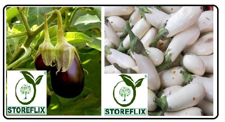 brinjal egg round 100 seeds and brinjal white med long 100 seeds pack with user manual for home kitchen gardening use brinjal egg round 100 seeds and brinjal white med long 100 seeds pack with user manual for home kitchen gardening use