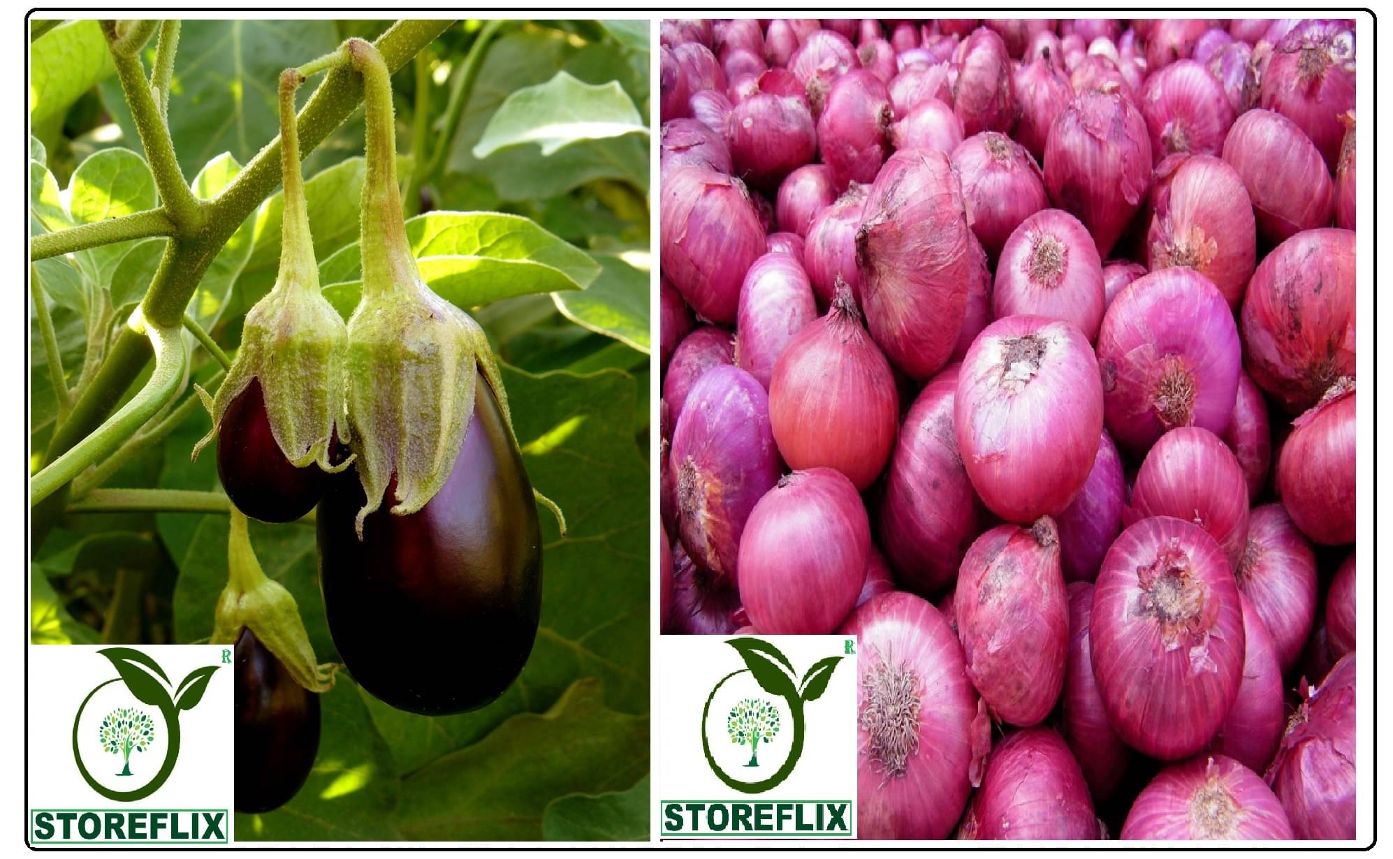 brinjal egg round 100 seeds and red onnion 200 seeds pack with user manual for home kitchen gardening use brinjal egg round 100 seeds and red onnion 200 seeds pack with user manual for home kitchen gardening use