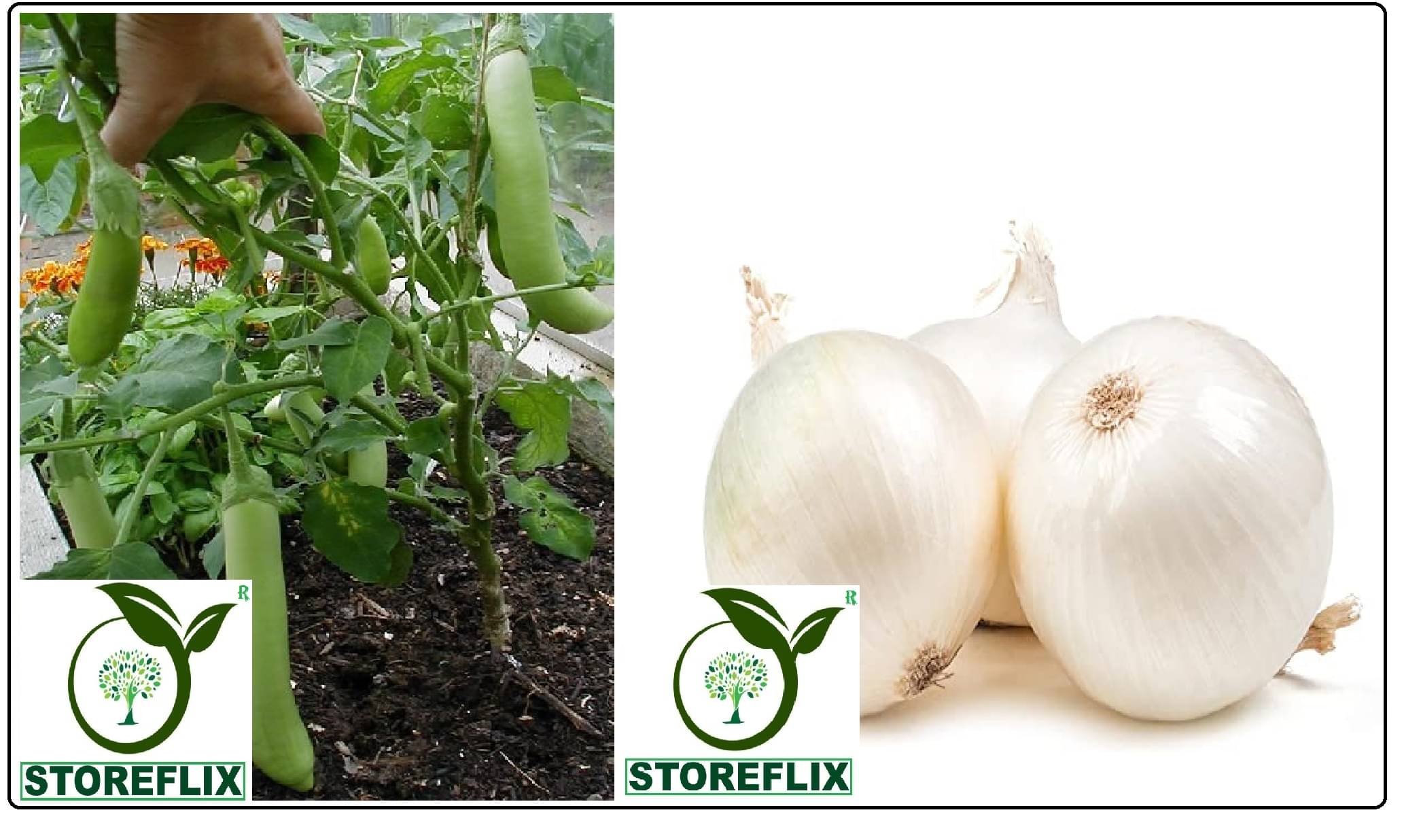 brinjal green long 100 seeds and onnion white 200 seeds pack with user manual for home kitchen gardening use     			brinjal green long 100 seeds and onnion white 200 seeds pack with user manual for home kitchen gardening use