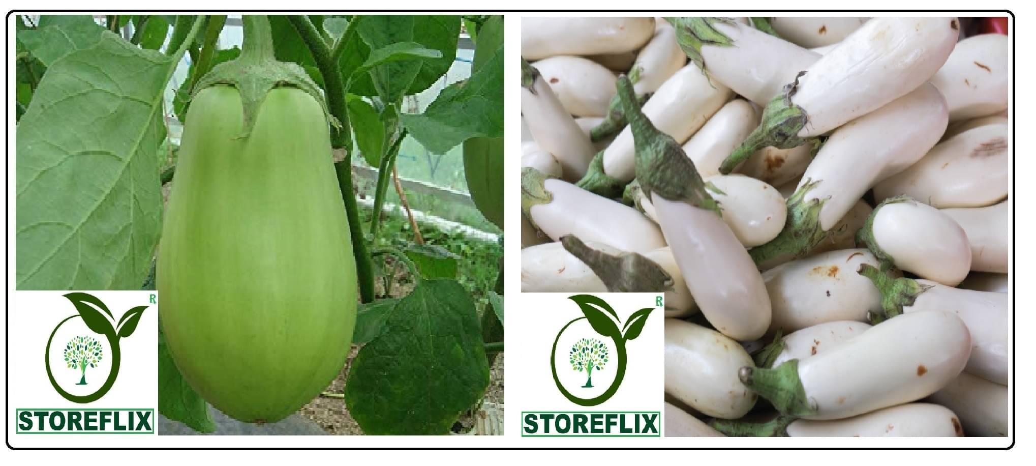 brinjal green round 100 seeds and brinjal white med long 100 seeds pack with user manual for home kitchen gardening use brinjal green round 100 seeds and brinjal white med long 100 seeds pack with user manual for home kitchen gardening use