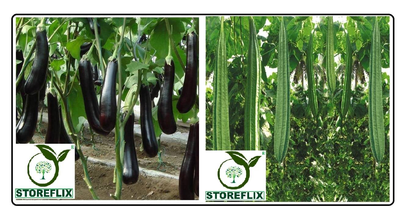     			brinjal purple long 100 seeds and taroi dhardaar 20 seeds pack with user manual for home kitchen gradening use