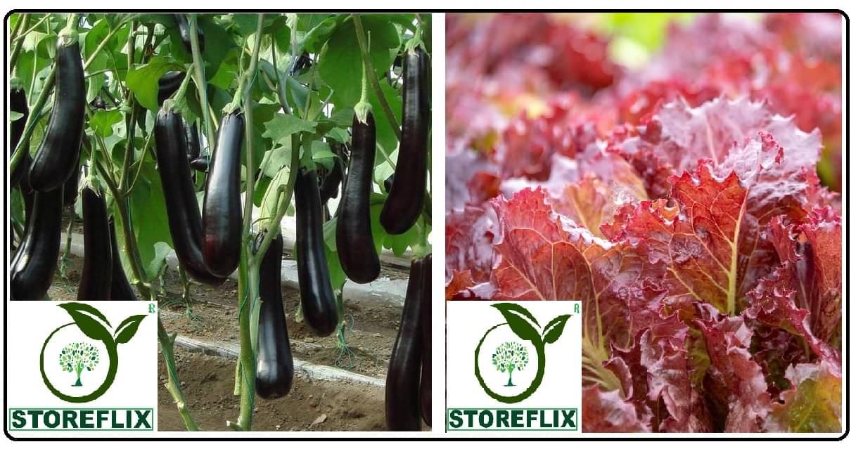     			brinjal purple long 100 seeds and red lettuce 100 seeds pack with user manual for home kitchen gardening use