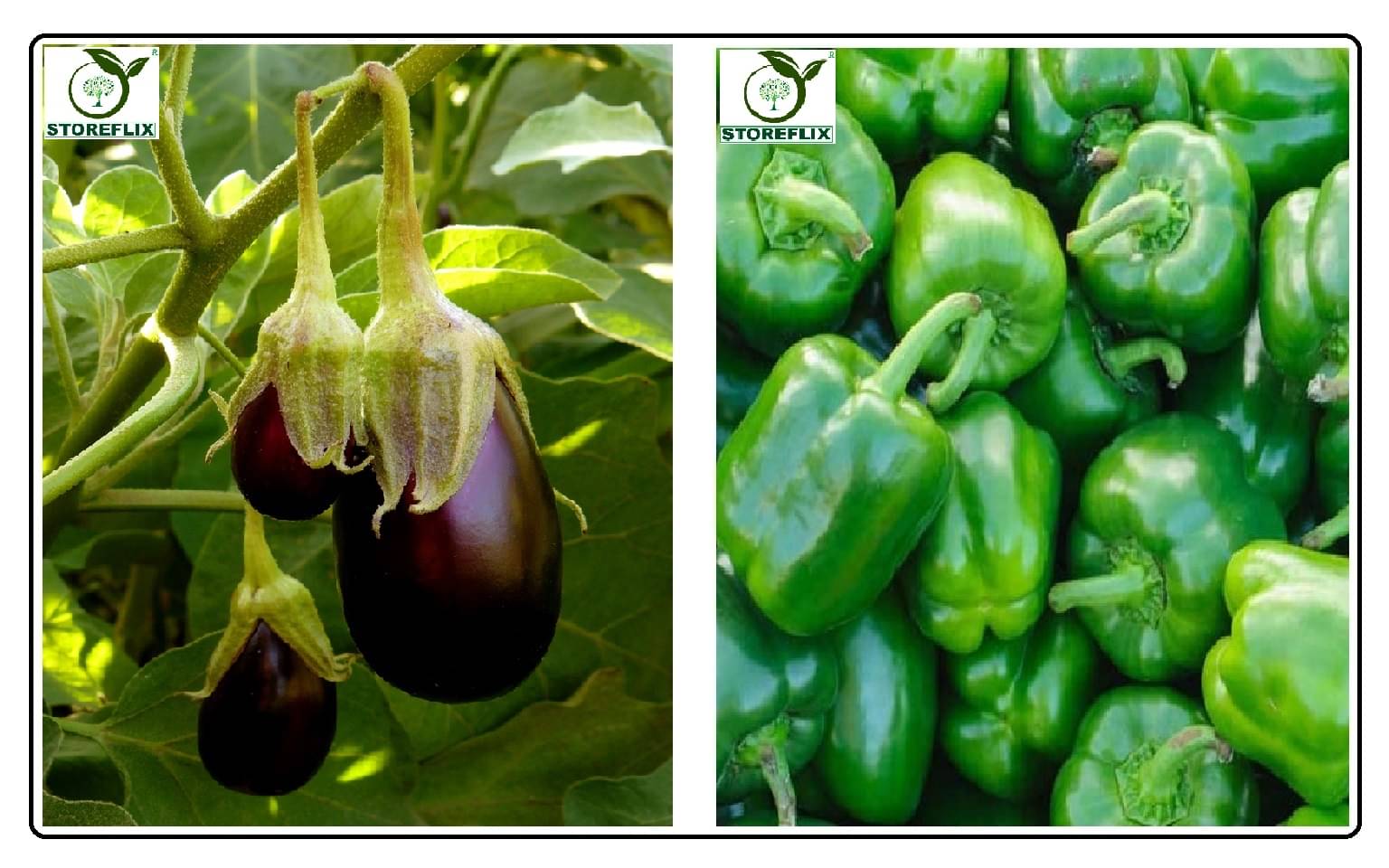 brinjal purple round 100 seeds and capsicum green 50 seeds pack with user manual for home kitchen gardening use brinjal purple round 100 seeds and capsicum green 50 seeds pack with user manual for home kitchen gardening use