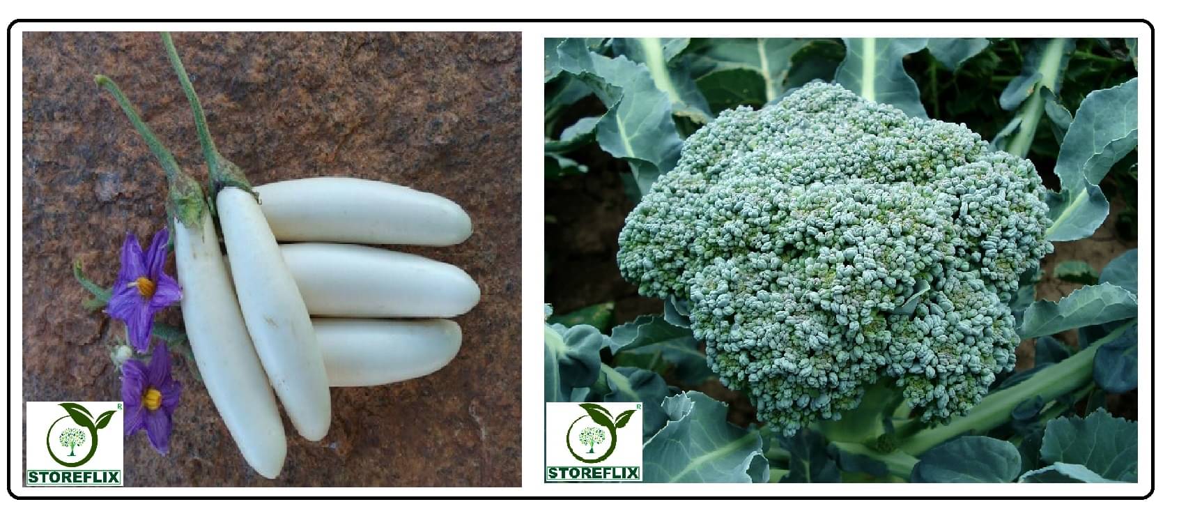 brinjal white long 100 seeds and broccoli 50 seeds pack with user manual for home kitchen gardening use brinjal white long 100 seeds and broccoli 50 seeds pack with user manual for home kitchen gardening use