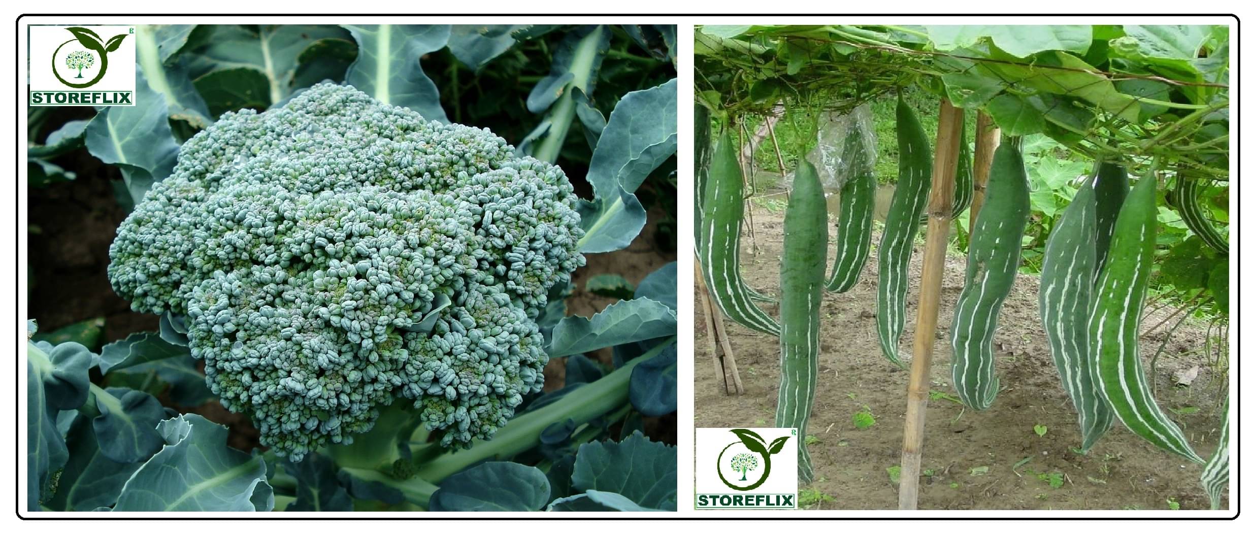 broccoli 50 seeds and snake gourd 20 seeds pack with user manual for home kitchen gradening use broccoli 50 seeds and snake gourd 20 seeds pack with user manual for home kitchen gradening use