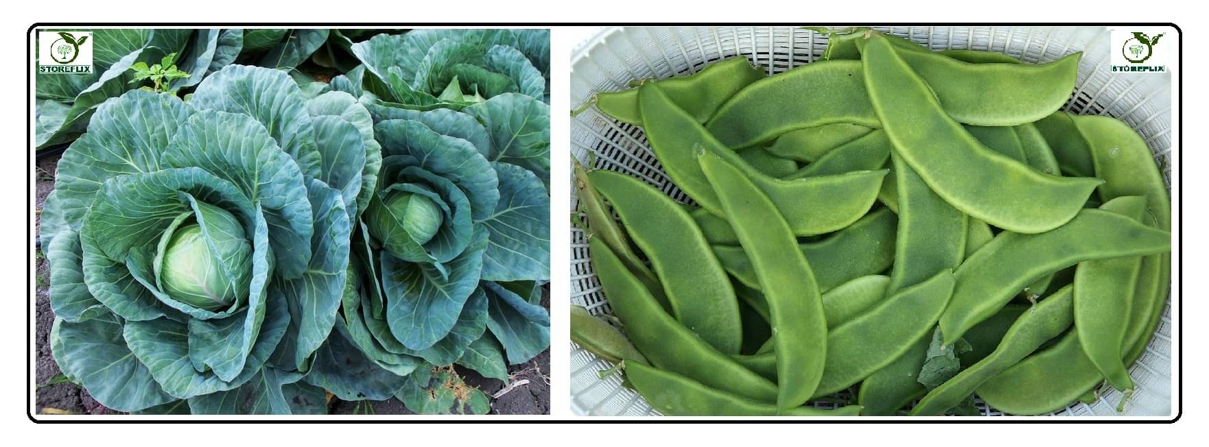 cabbage 100 seeds and sem phali 20 seeds pack with user manual for home kitchen gradening use cabbage 100 seeds and sem phali 20 seeds pack with user manual for home kitchen gradening use