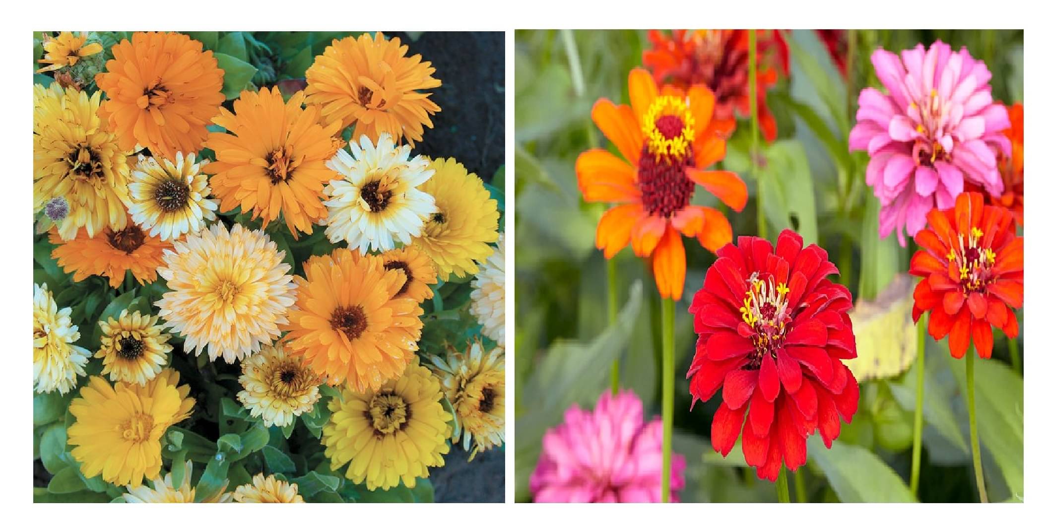 calendula flower 20 seeds and zinnia flower 30 seeds pack with free cocopeat and user manual calendula flower 20 seeds and zinnia flower 30 seeds pack with free cocopeat and user manual