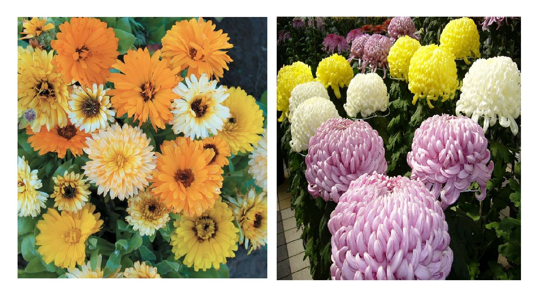     			calendula flower 20 seeds and chrysanthemum flower 50  seeds pack with free cocopeat and user manual