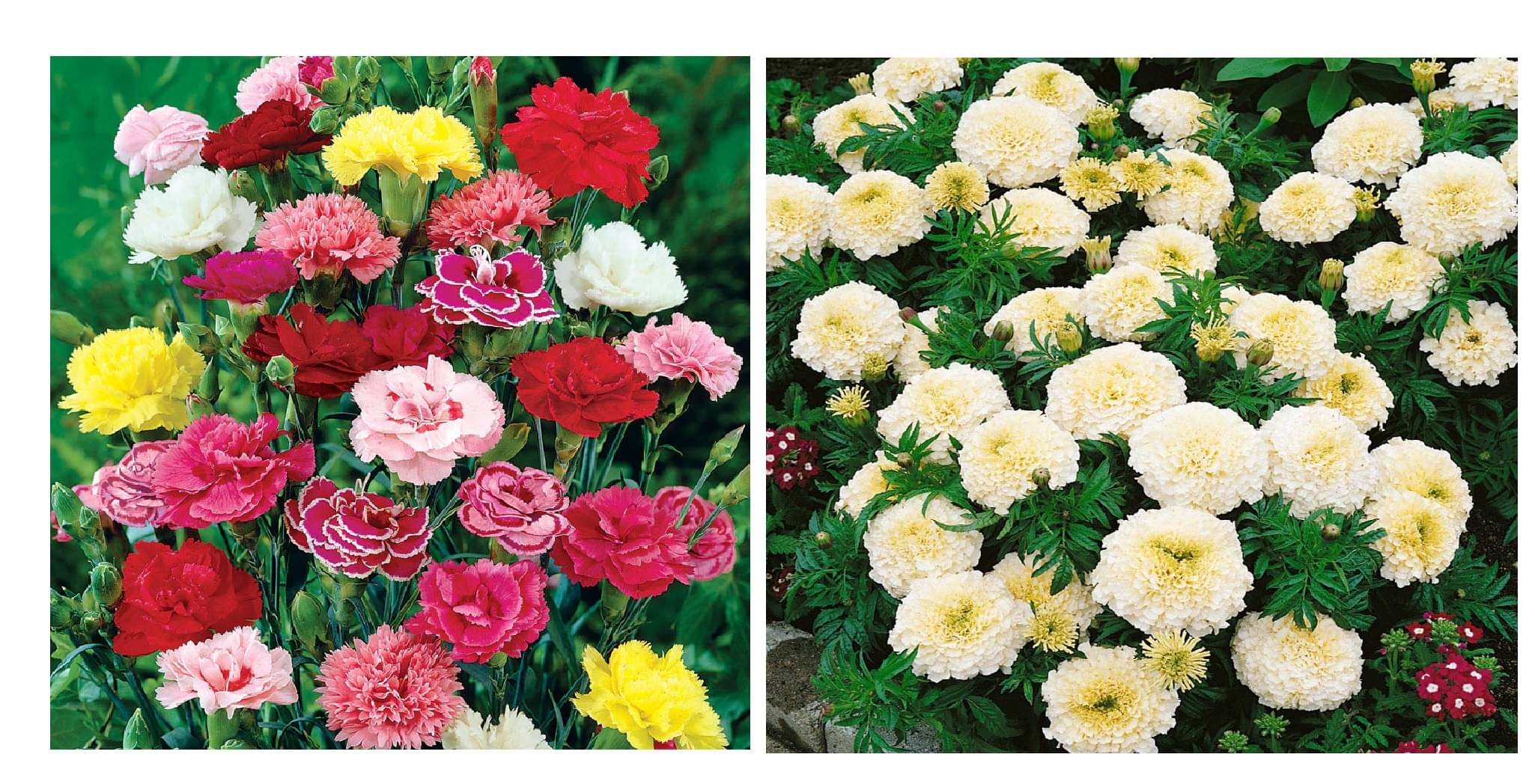 carnation flower 30 seeds and white marigold flower 50 seeds pack with free cocopeat and user manual carnation flower 30 seeds and white marigold flower 50 seeds pack with free cocopeat and user manual