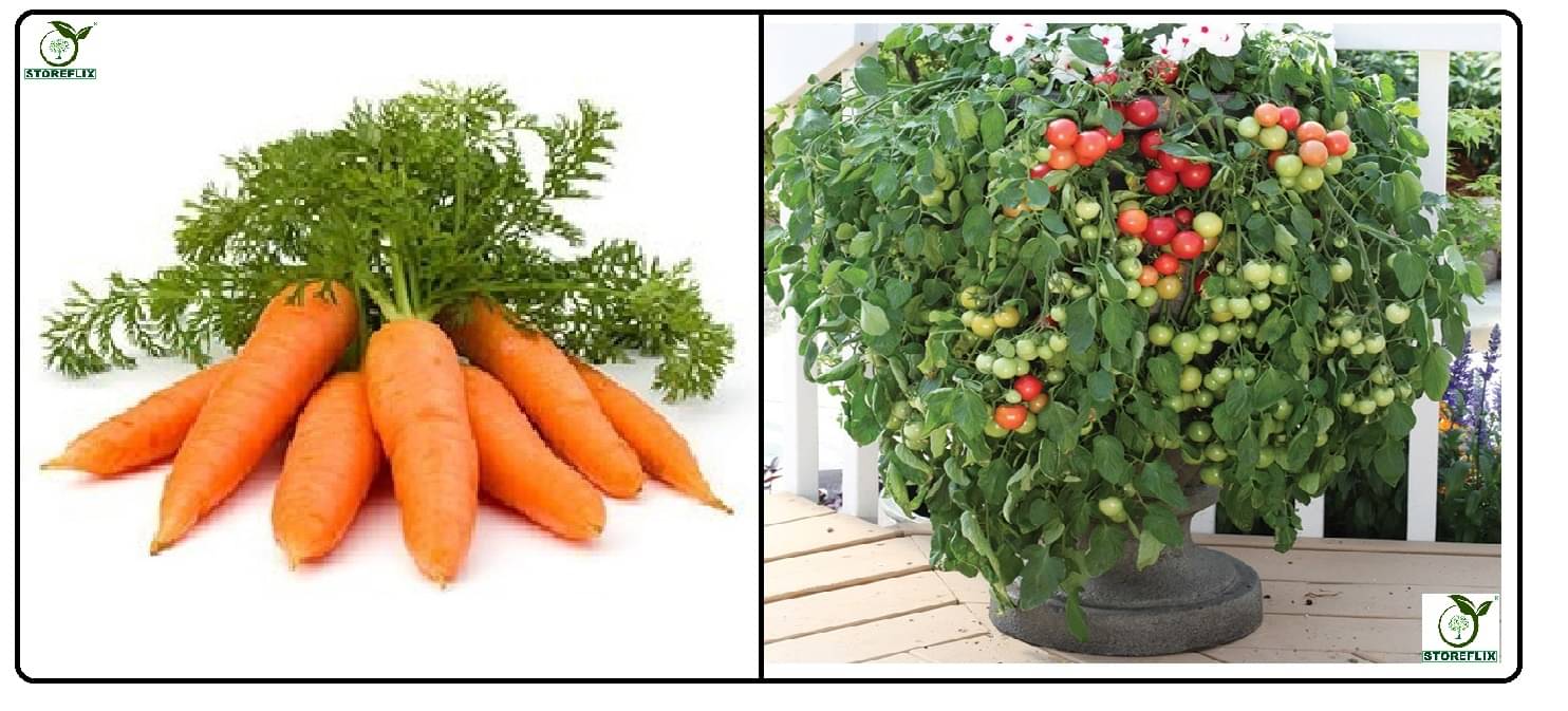 carrot 150 seeds and cherry tomato 100 seeds pack with user manual for home kitchen gradening use carrot 150 seeds and cherry tomato 100 seeds pack with user manual for home kitchen gradening use