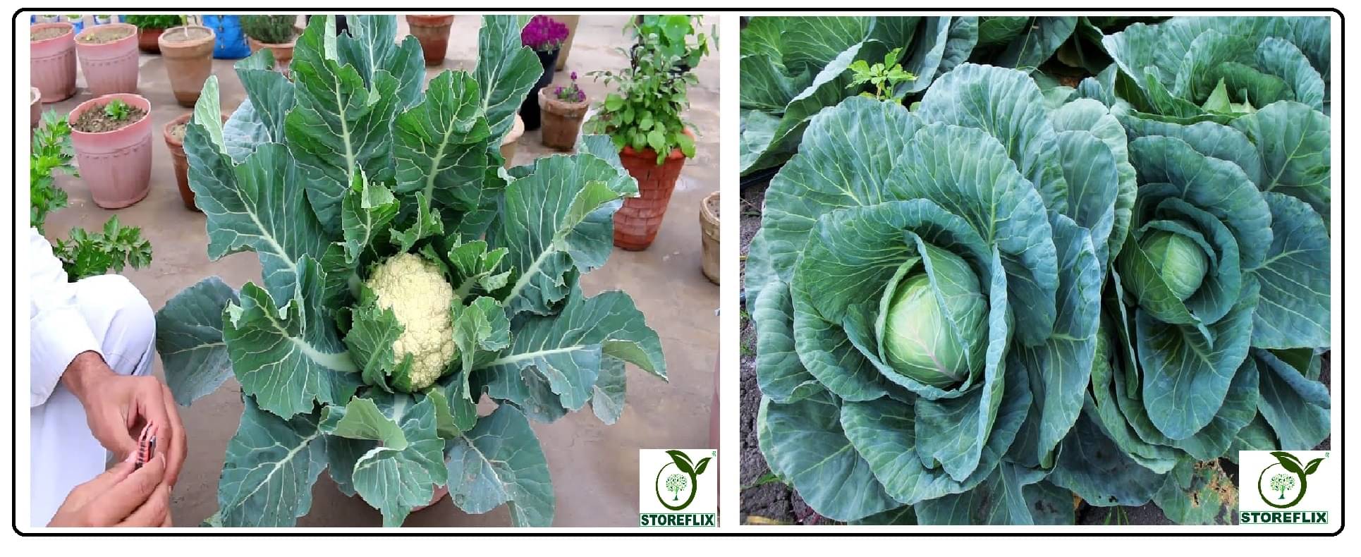 cauliflower 100 seeds and cabbage 100 seeds pack with user manual for home kitchen gradening use cauliflower 100 seeds and cabbage 100 seeds pack with user manual for home kitchen gradening use