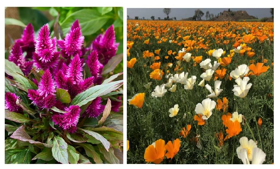     			celosia flower 100 seeds and poppy mix flower 50  seeds pack with free cocopeat and user manual