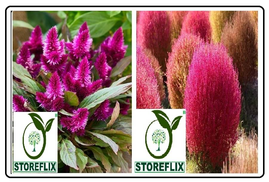     			celosia flower 100 seeds and kochia flower 50  seeds pack with free cocopeat and user manual