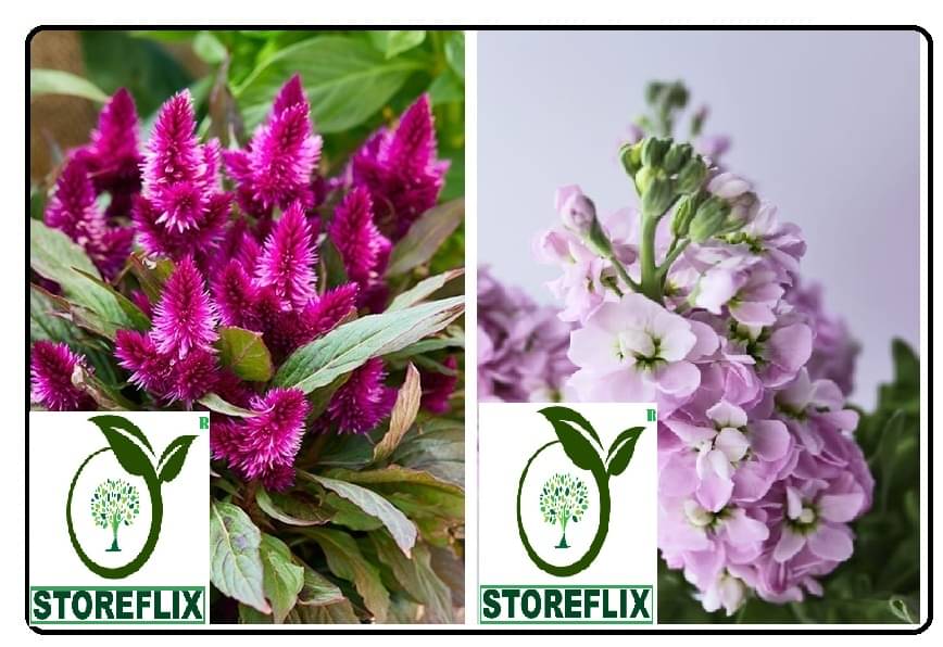     			celosia flower 100 seeds and stock flower 30  seeds pack with free cocopeat and user manual
