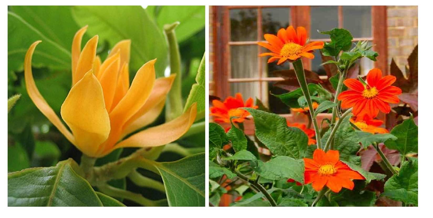 champa flower 20 seeds and tithonia flower 30 seeds pack with free cocopeat and user manual champa flower 20 seeds and tithonia flower 30 seeds pack with free cocopeat and user manual