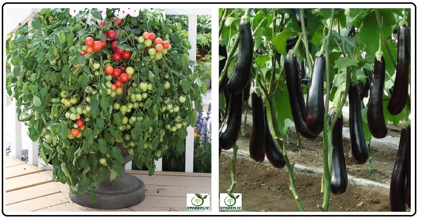 cherry tomato 100 seeds and brinjal purple long 100 seeds pack with user manual for home kitchen gradening use cherry tomato 100 seeds and brinjal purple long 100 seeds pack with user manual for home kitchen gradening use