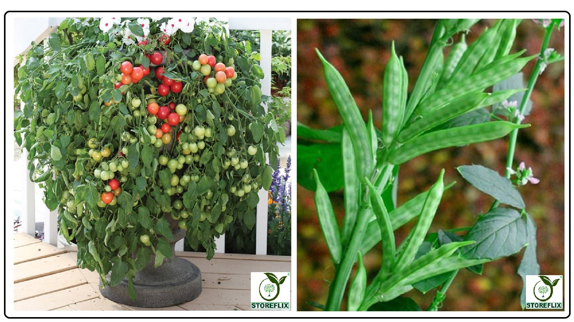 cherry tomato 100 seeds and cluster bean 30 seeds pack with user manual for home kitchen gradening use cherry tomato 100 seeds and cluster bean 30 seeds pack with user manual for home kitchen gradening use