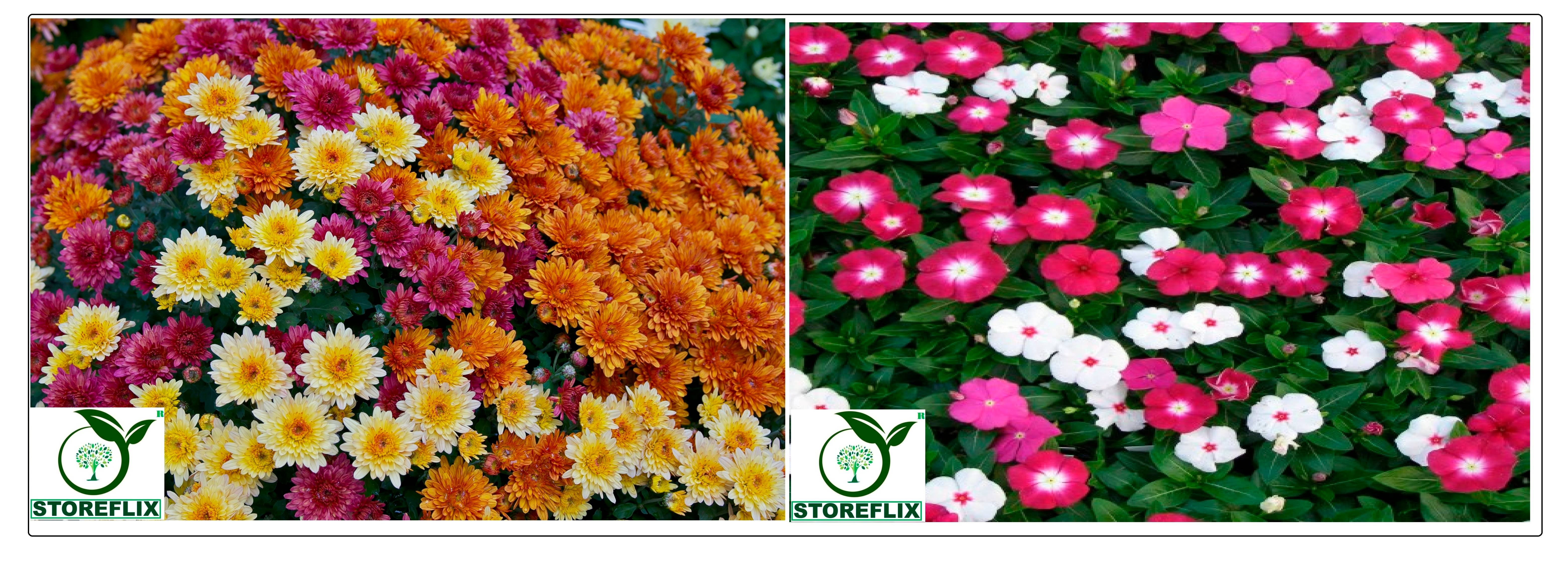    			chrysanthemum flower 50 seeds and vinca flower 50 seeds pack with free cocopeat and user manual