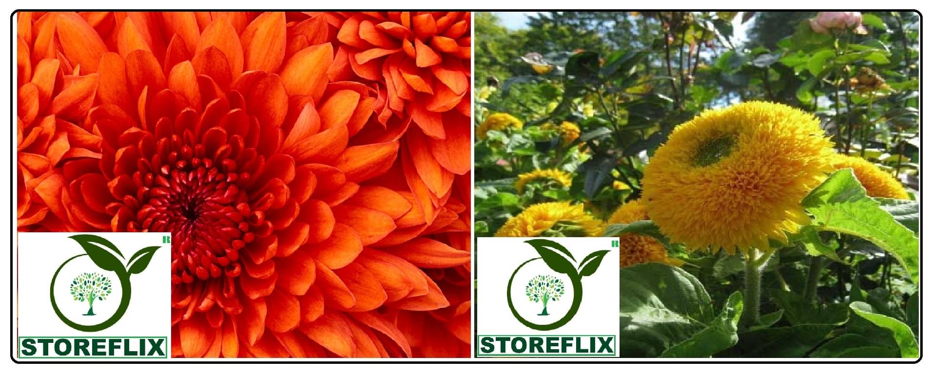 chrysanthemum flower 50 seeds and sungold flower 15 seeds pack with free cocopeat and user manual chrysanthemum flower 50 seeds and sungold flower 15 seeds pack with free cocopeat and user manual