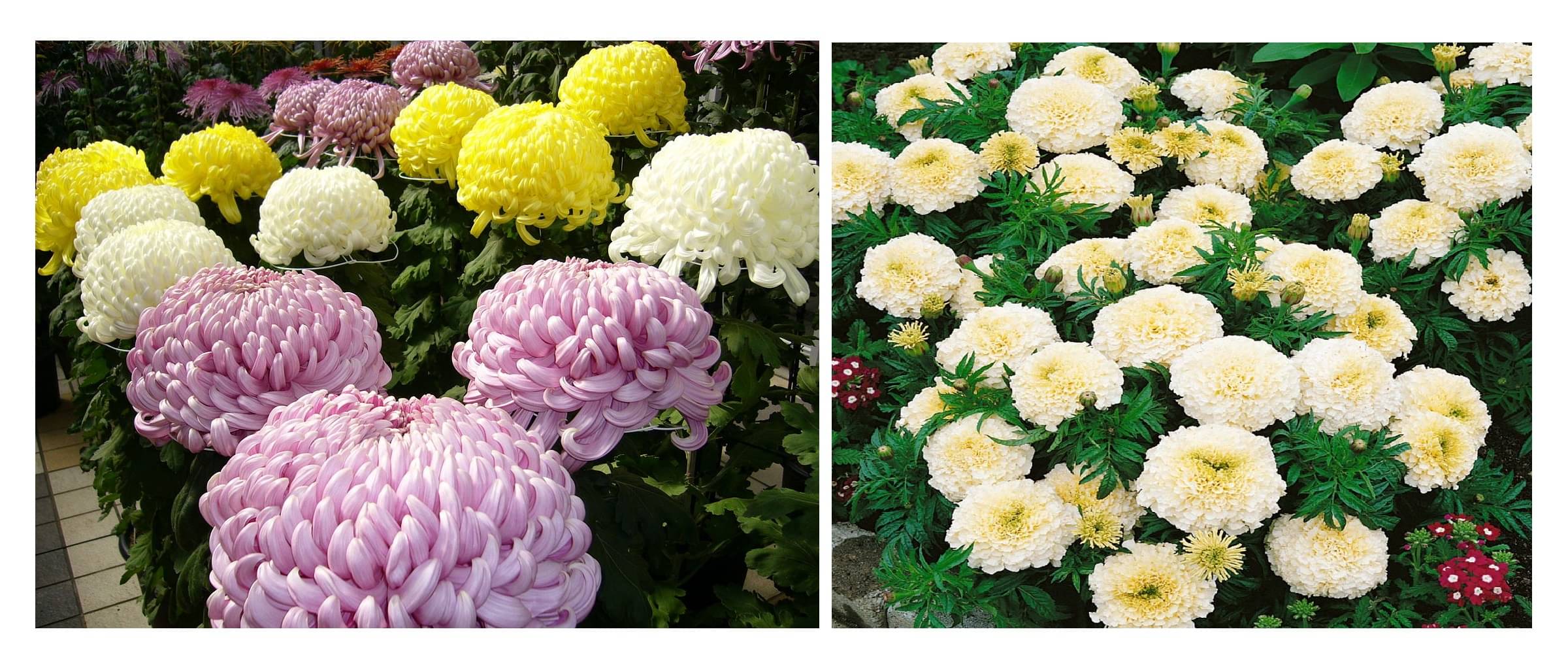 chrysanthemum flower 50 seeds and white marigold flower 50 seeds pack with free cocopeat and user manual chrysanthemum flower 50 seeds and white marigold flower 50 seeds pack with free cocopeat and user manual