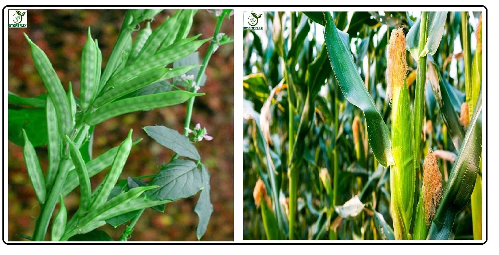cluster bean 30 seeds and corn 100 seeds pack with user manual for home kitchen gradening use cluster bean 30 seeds and corn 100 seeds pack with user manual for home kitchen gradening use