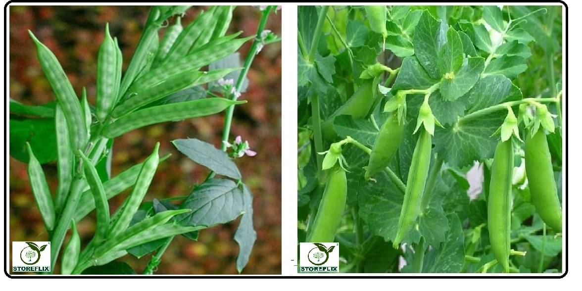 cluster bean 30 seeds and matar 20 seeds pack with user manual for home kitchen gradening use cluster bean 30 seeds and matar 20 seeds pack with user manual for home kitchen gradening use