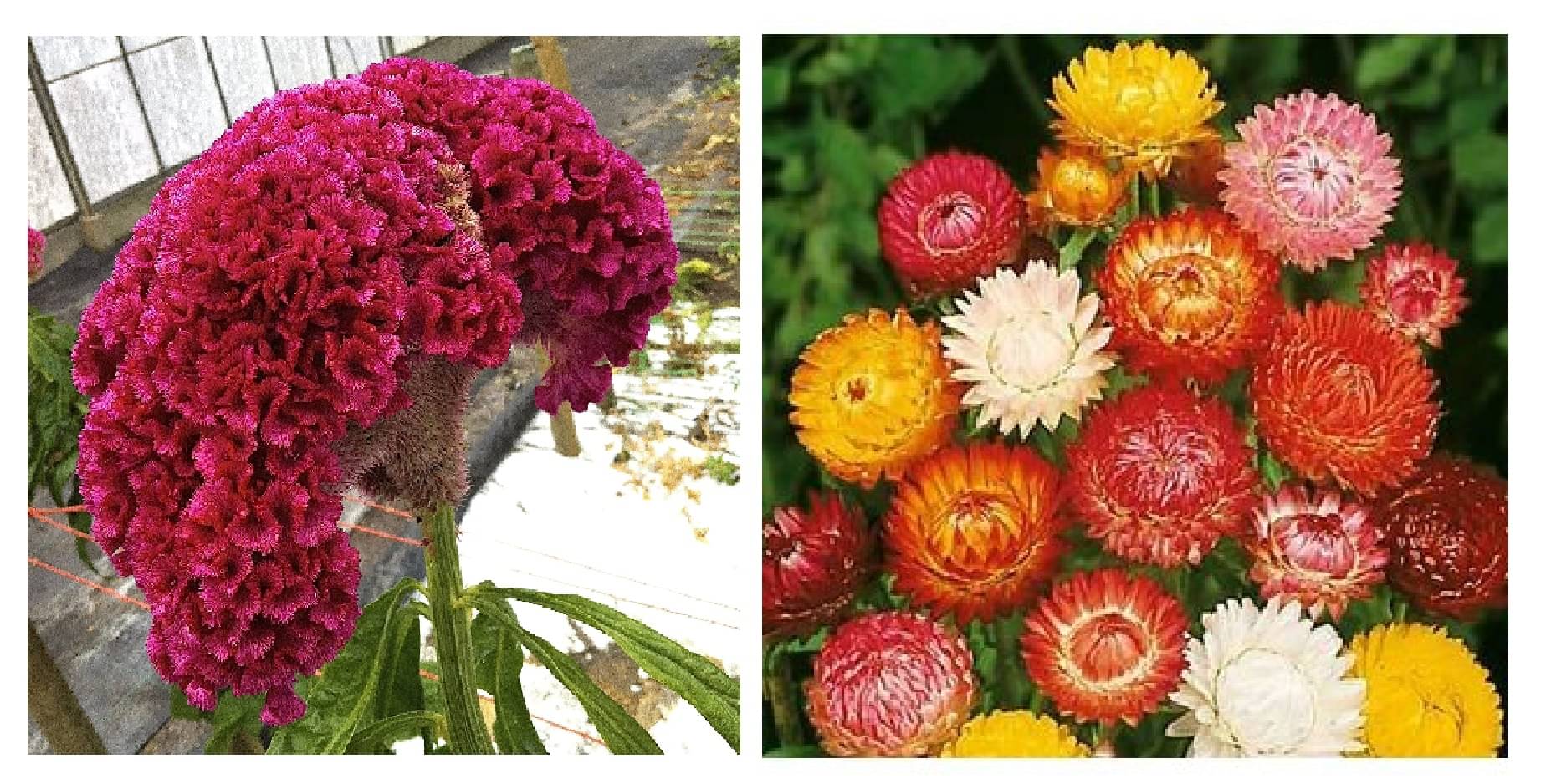     			cockscomb flower 100 seeds and helichrysum flower 30 seeds pack with free cocopeat and user manual