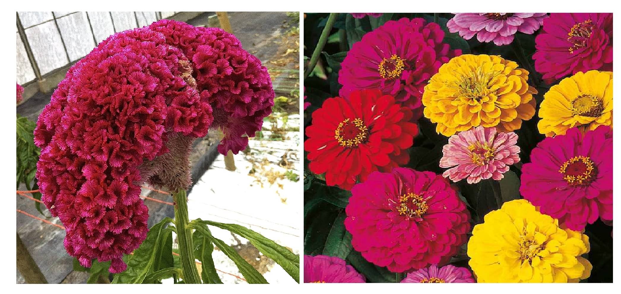 cockscomb flower 100 seeds and dahlia flower 50 seeds pack with free cocopeat and user manual     			cockscomb flower 100 seeds and dahlia flower 50 seeds pack with free cocopeat and user manual