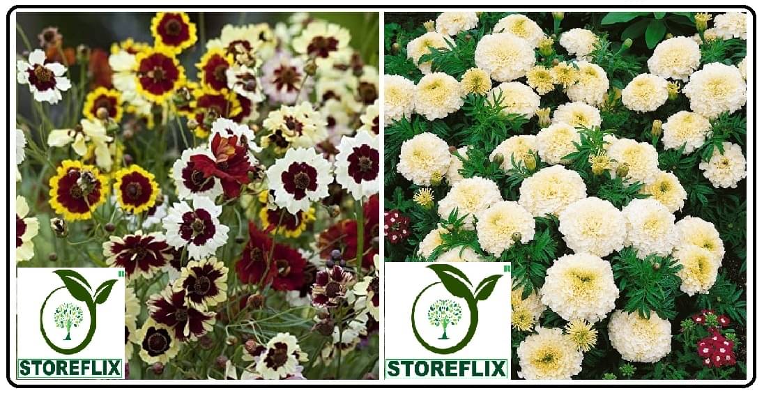coreopsis flower 30 seeds and white marigold flower 50 seeds pack with free cocopeat and user manual coreopsis flower 30 seeds and white marigold flower 50 seeds pack with free cocopeat and user manual