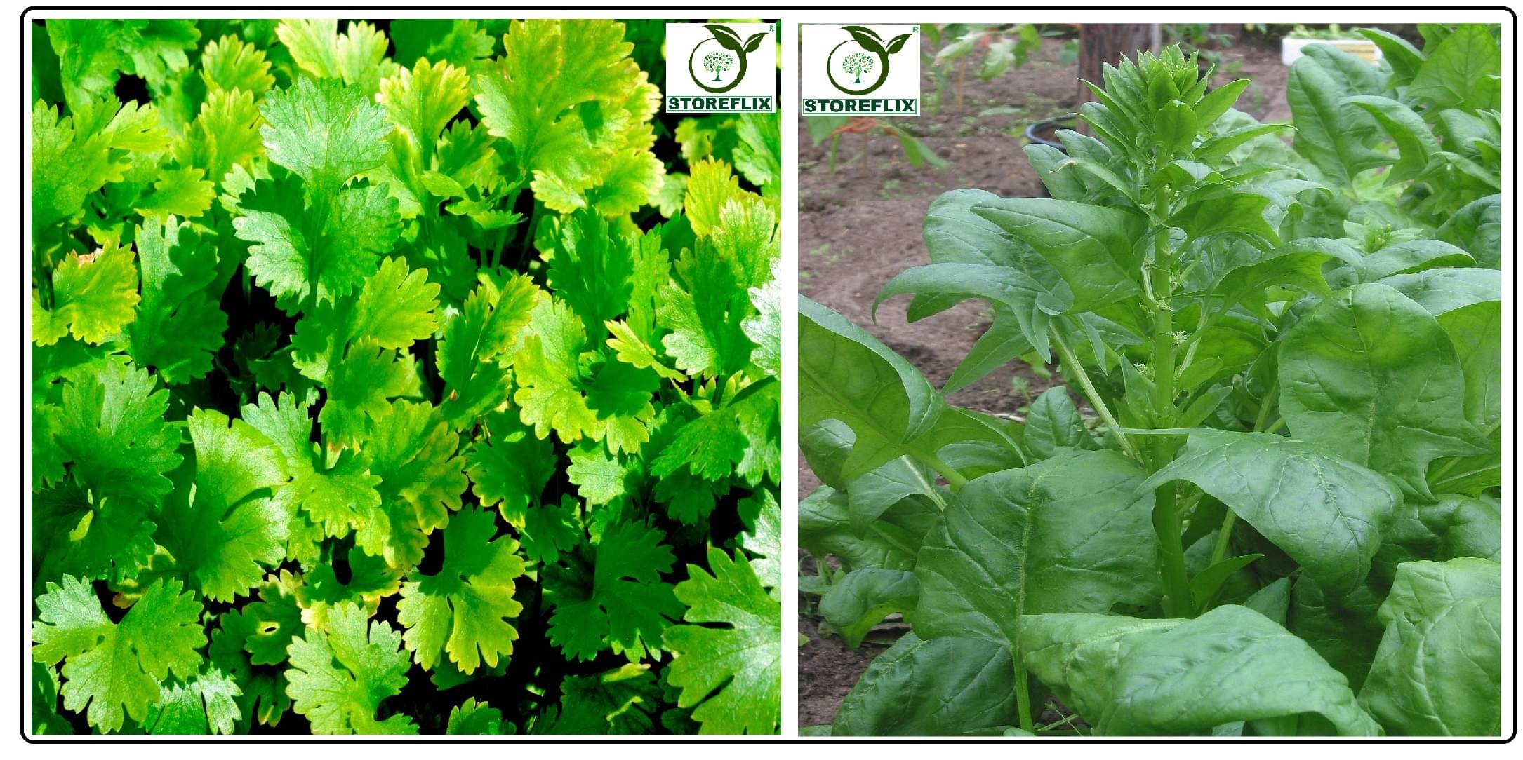 coriander (dhaniya) 50 seeds and katili palak 100 seeds pack with user manual for home kitchen gradening use coriander (dhaniya) 50 seeds and katili palak 100 seeds pack with user manual for home kitchen gradening use