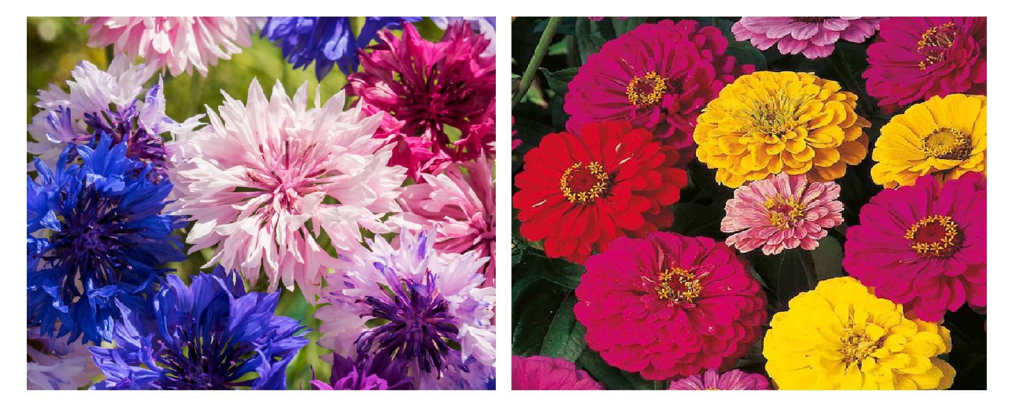     			corn flower 30 seeds and dahlia flower 30 seeds pack with free cocopeat and user manual