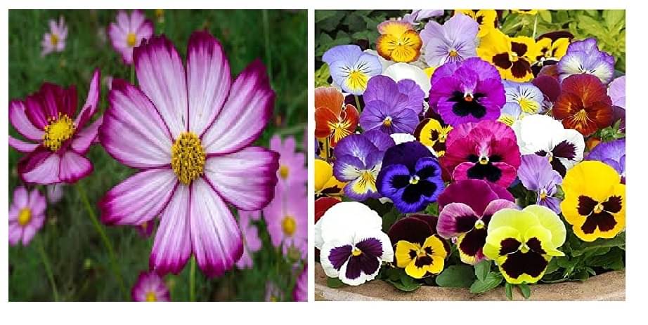 cosmos flower 30 seeds and pansy flower 40 seeds pack with free cocopeat and user manual cosmos flower 30 seeds and pansy flower 40 seeds pack with free cocopeat and user manual