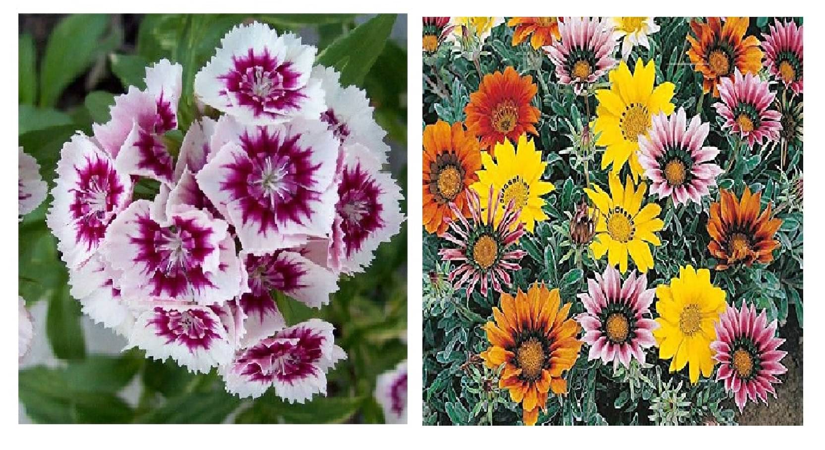 dianthus flower 50 seeds and gazania flower 30 seeds pack with free cocopeat and user manual dianthus flower 50 seeds and gazania flower 30 seeds pack with free cocopeat and user manual