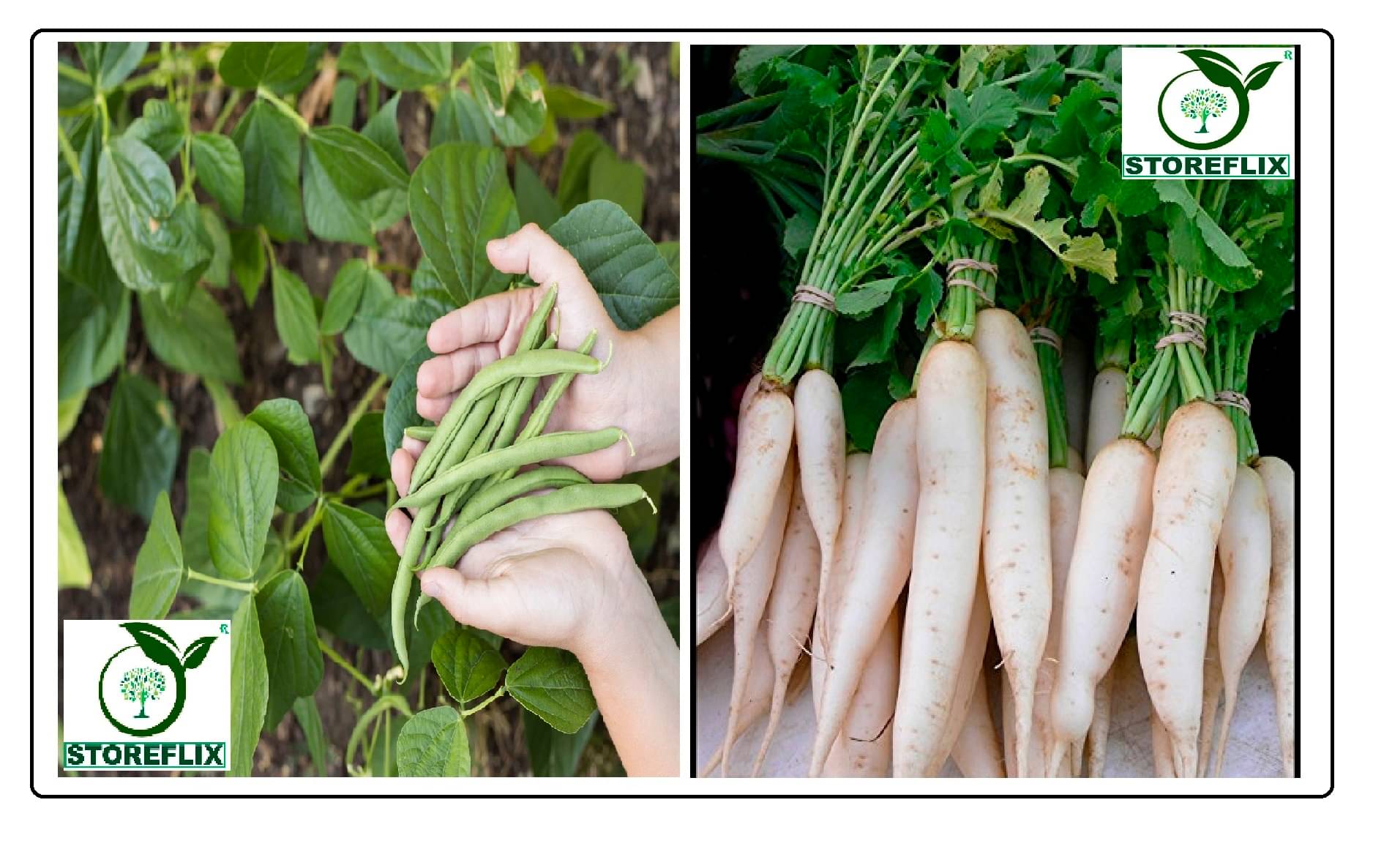     			french bean 25 seeds and radish white 50 seeds pack with user manual for home kitchen gardening use