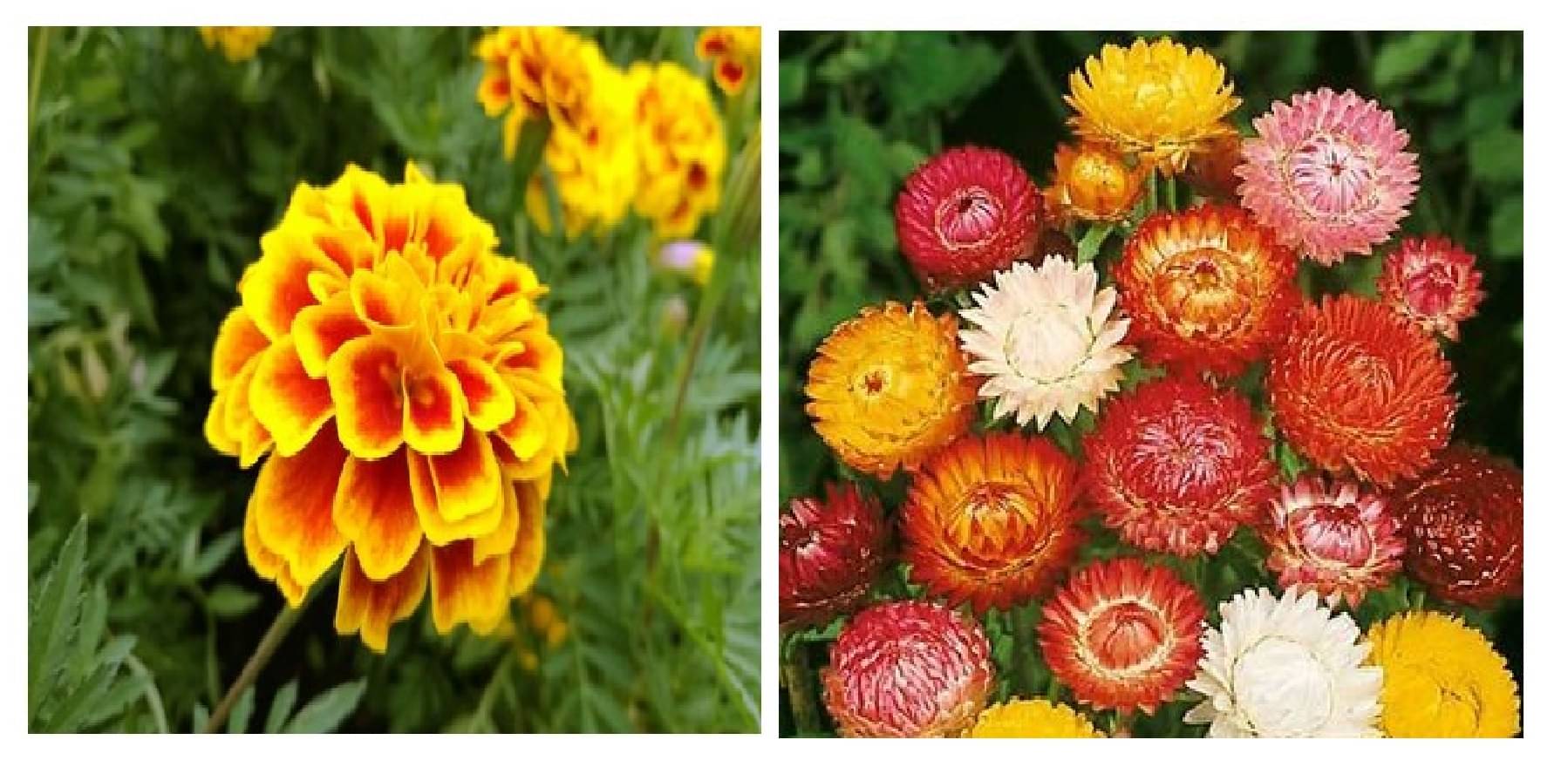     			french marigold flower 50 seeds and helichrysum 30 flower seeds pack with free cocopeat and user manual
