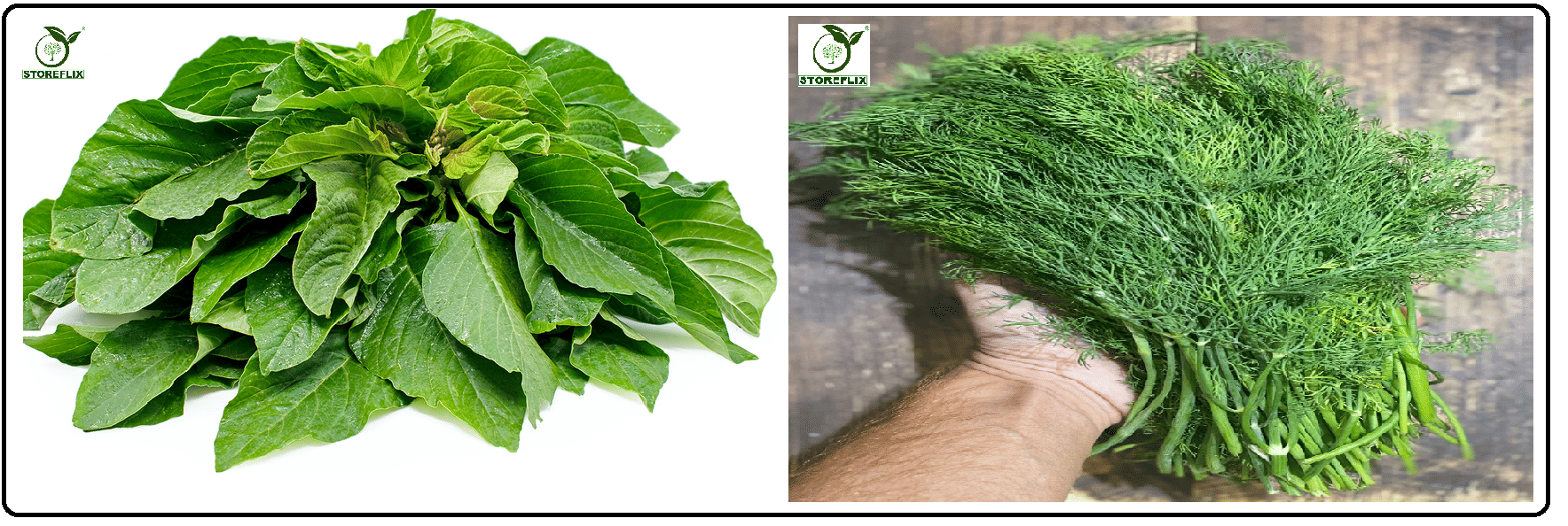     			green amaranthus hari chaulai 200 seeds and soya 100 seeds pack with user manual for home kitchen gradening use