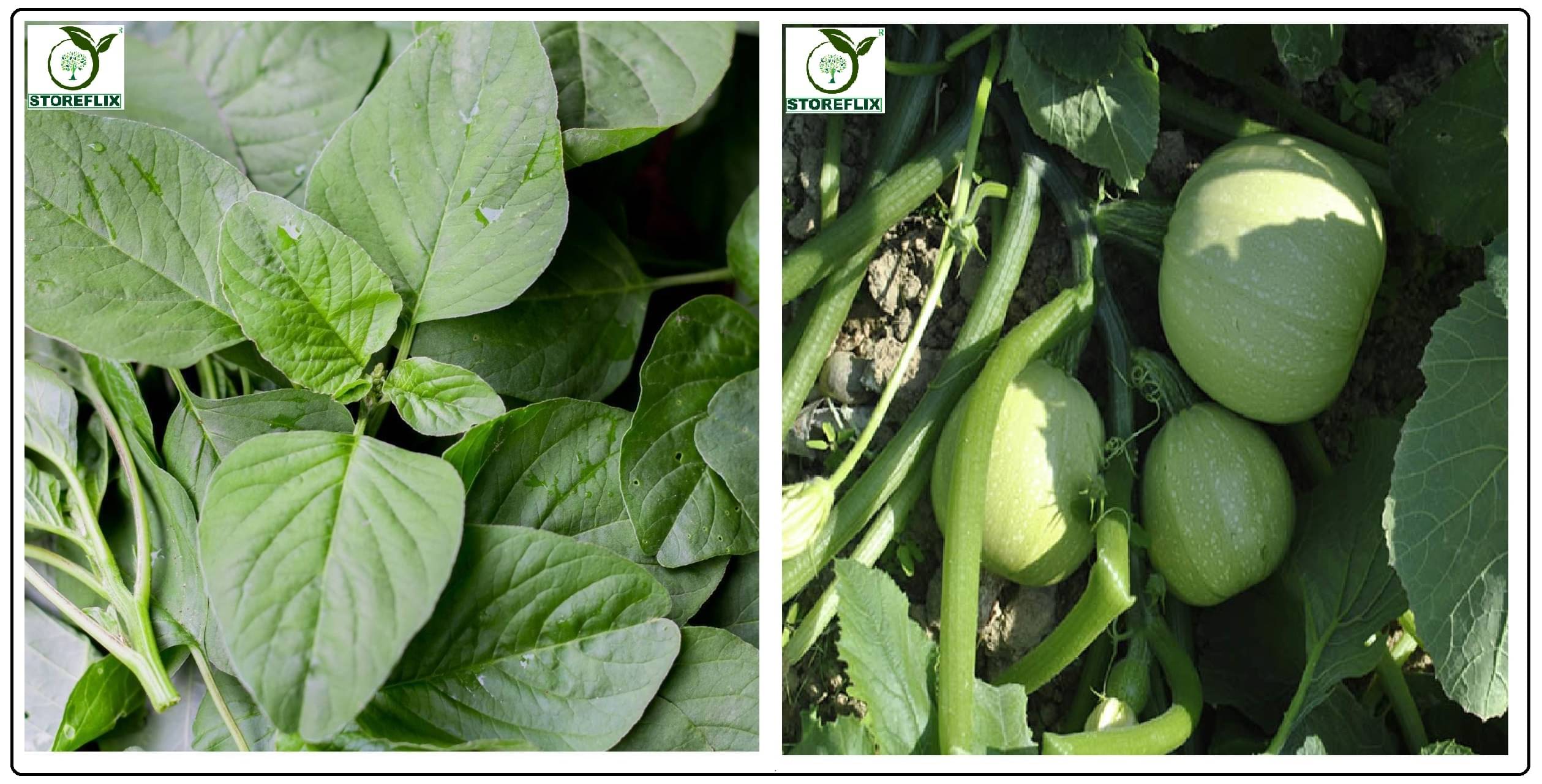 green amaranthus hari chaulai 200 seeds and squash round 10 seeds pack with user manual for home kitchen gradening use green amaranthus hari chaulai 200 seeds and squash round 10 seeds pack with user manual for home kitchen gradening use