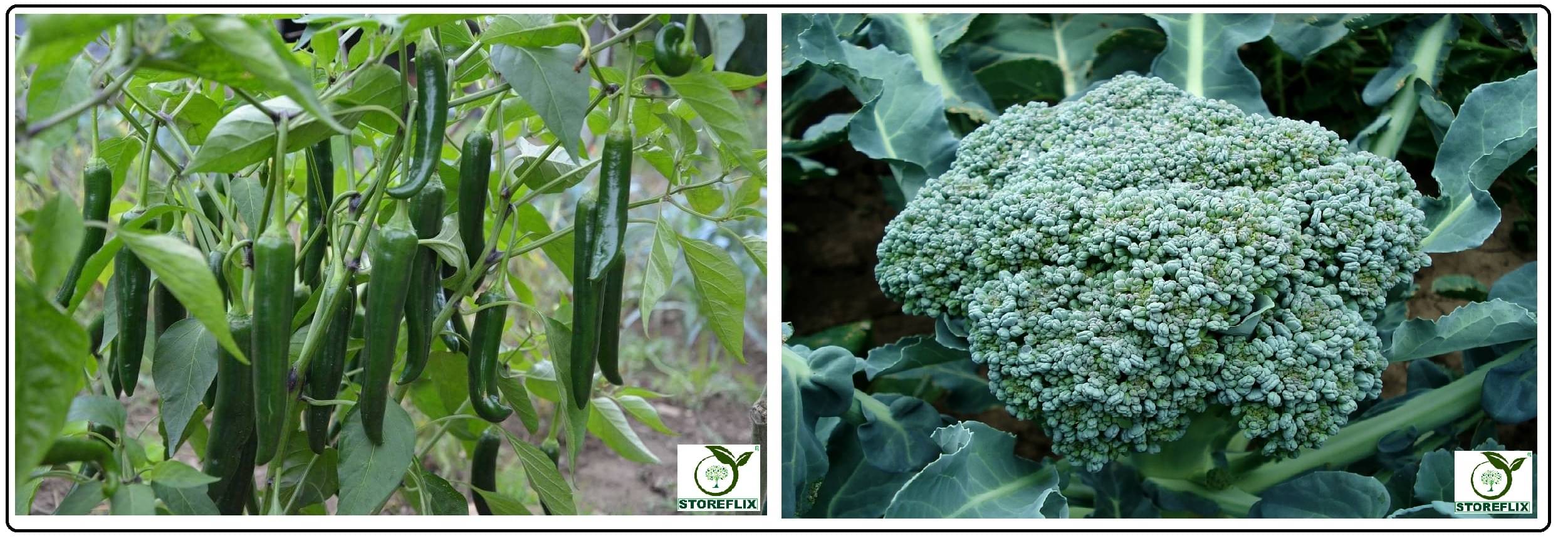 green chilli 50 seeds and methi 150 seeds pack with user manual for home kitchen gradening use green chilli 50 seeds and methi 150 seeds pack with user manual for home kitchen gradening use