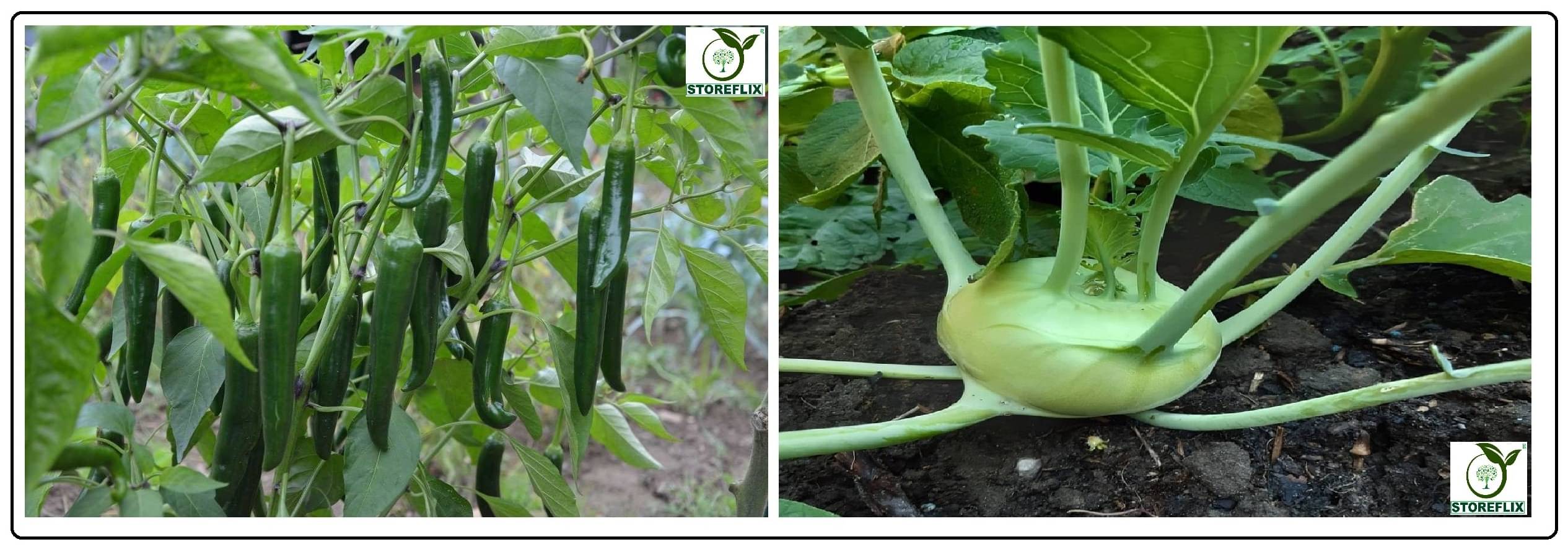 green chilli 50 seeds and knol khol 50 seeds pack with user manual for home kitchen gradening use green chilli 50 seeds and knol khol 50 seeds pack with user manual for home kitchen gradening use