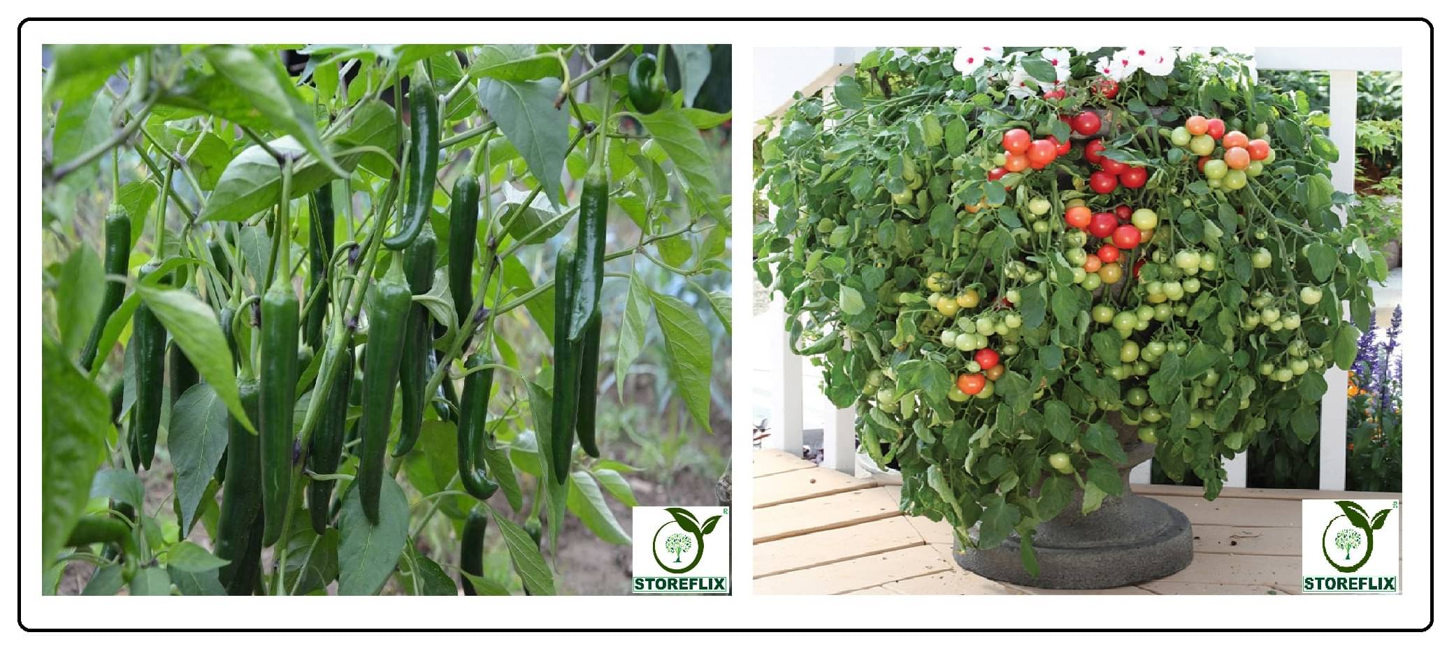     			green chilli 50 seeds and cherry tomato 100 seeds pack with user manual for home kitchen gradening use