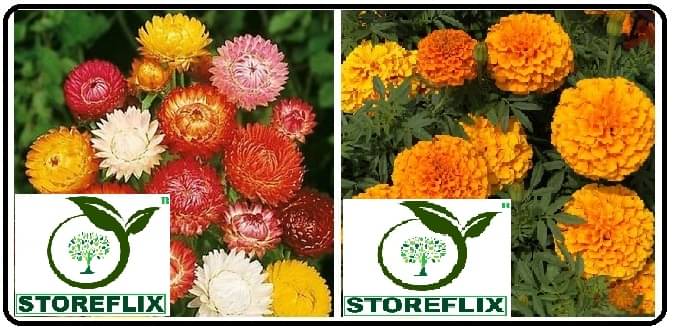 helichrysum flower 30 seeds and african marigold flower 50 seeds pack with free cocopeat and user manual helichrysum flower 30 seeds and african marigold flower 50 seeds pack with free cocopeat and user manual