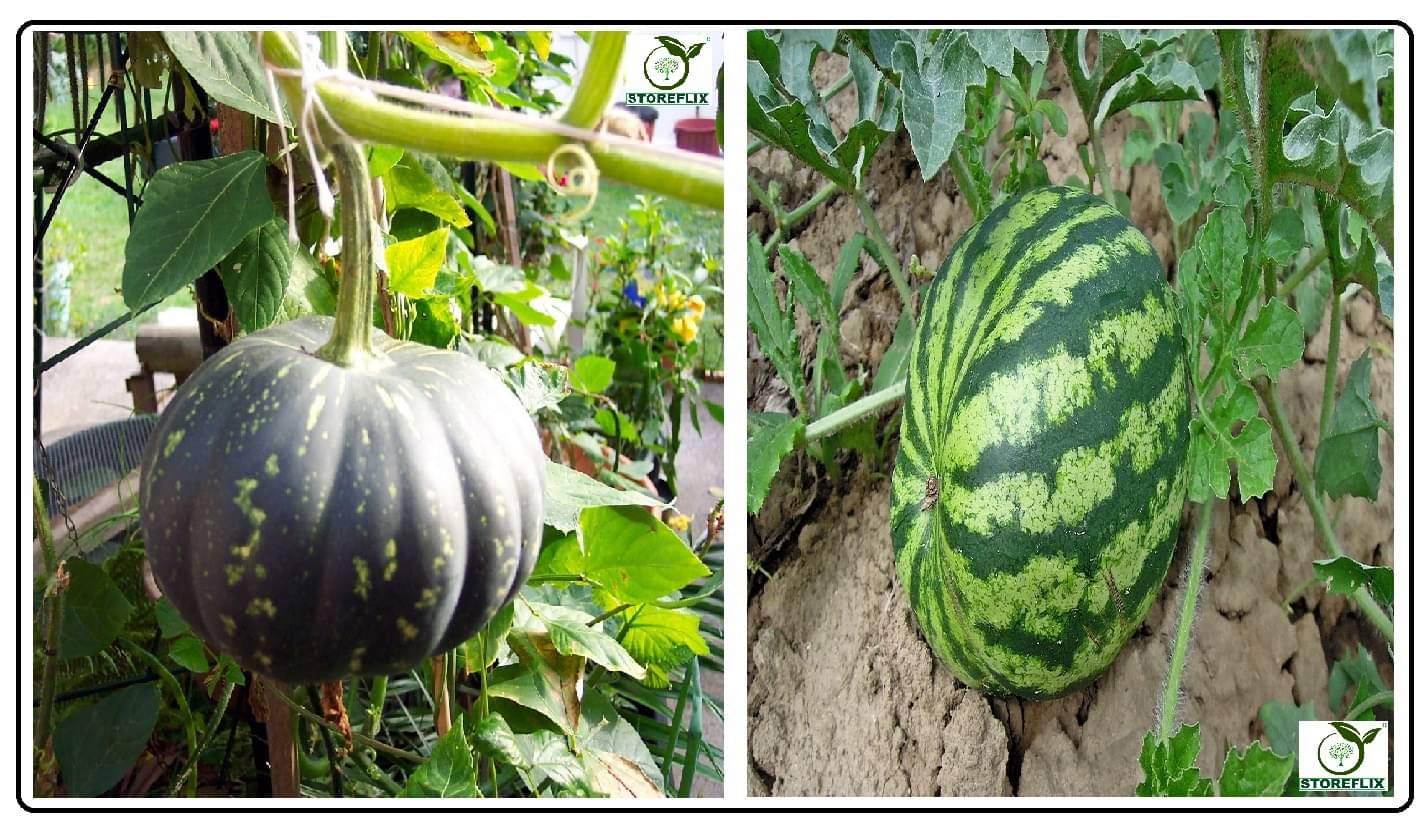     			kaddu 20 seeds and water melon 25 seeds pack with user manual for home kitchen gradening use